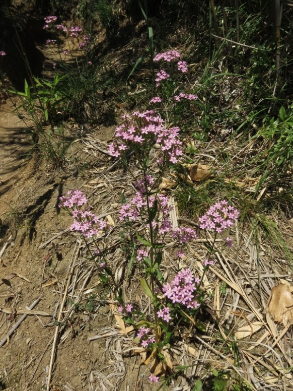 Centaurium erythraea