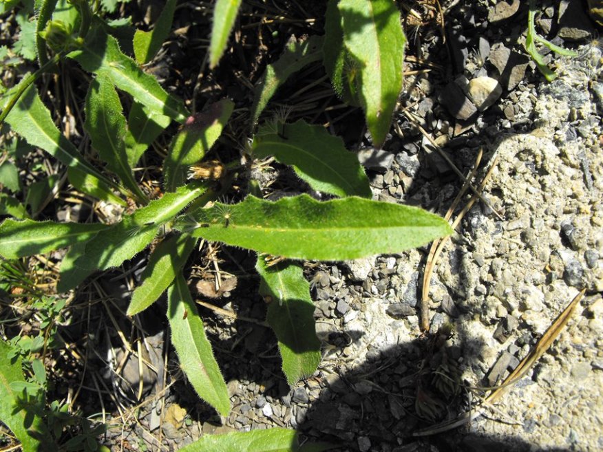 Picris hieracioides