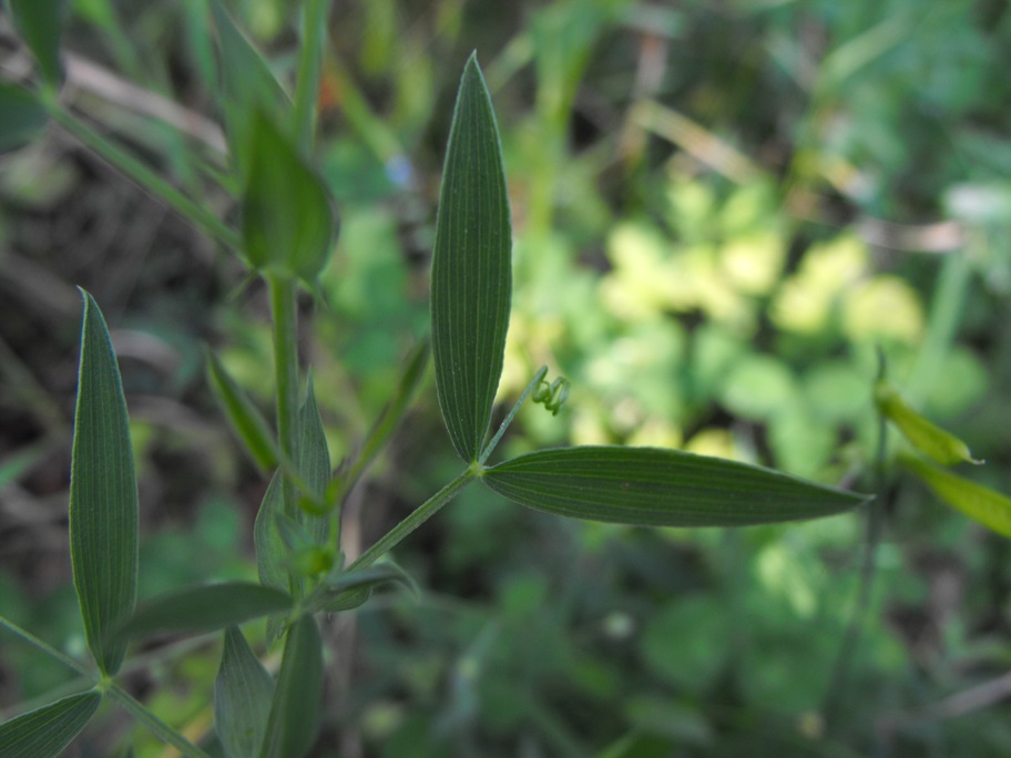 Lathyrus pratensis