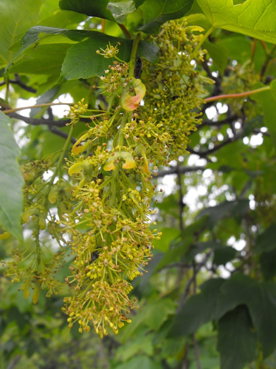 Acer pseudoplatanus