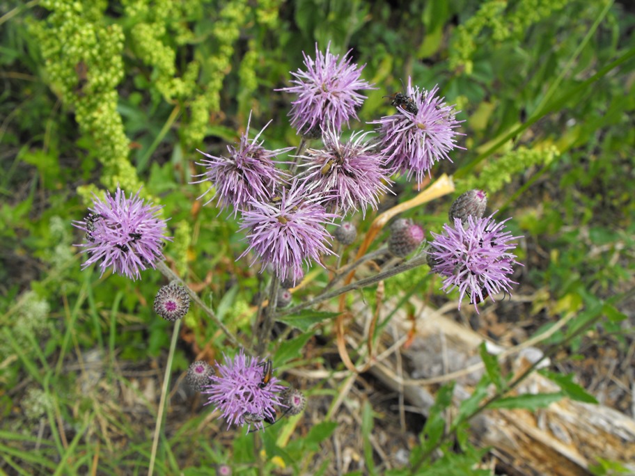 Cirsium arvense