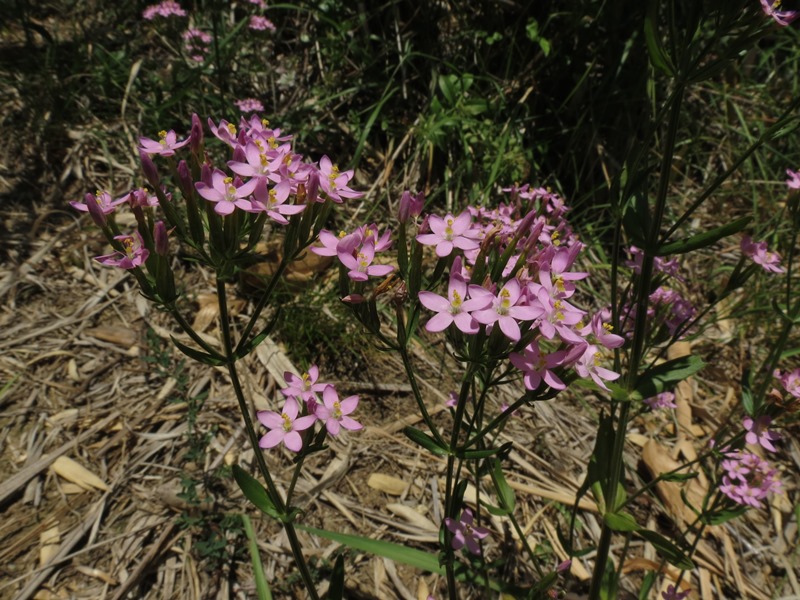 Centaurium erythraea