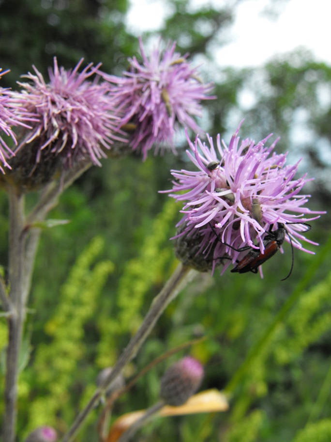 Cirsium arvense