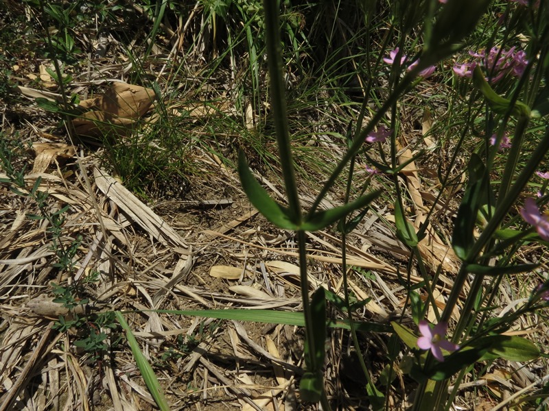 Centaurium erythraea