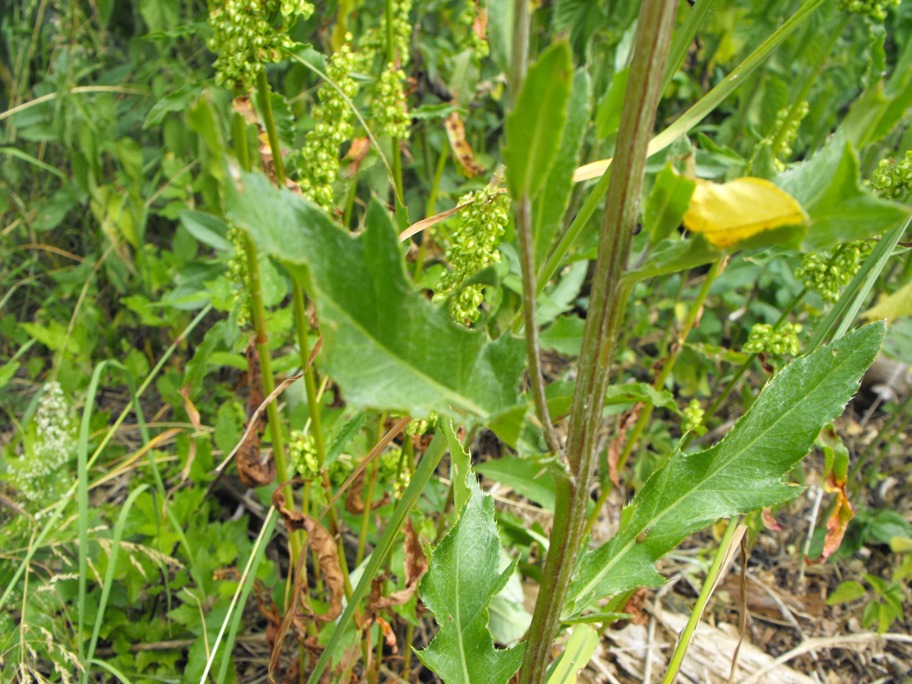 Cirsium arvense