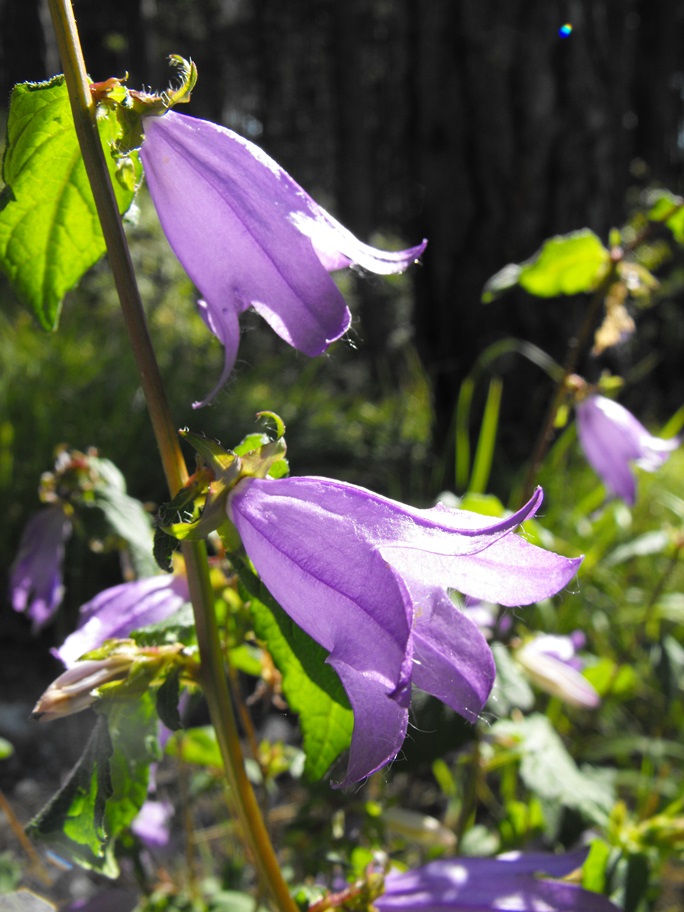 Campanula trachelium?