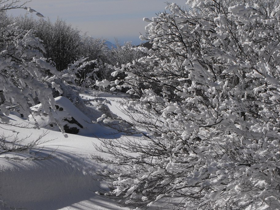 Alberi d''inverno... un invito