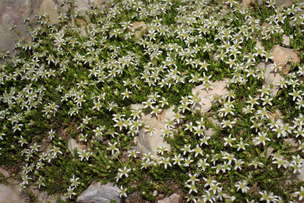 Moehringia ciliatae / Moehringia ciliata