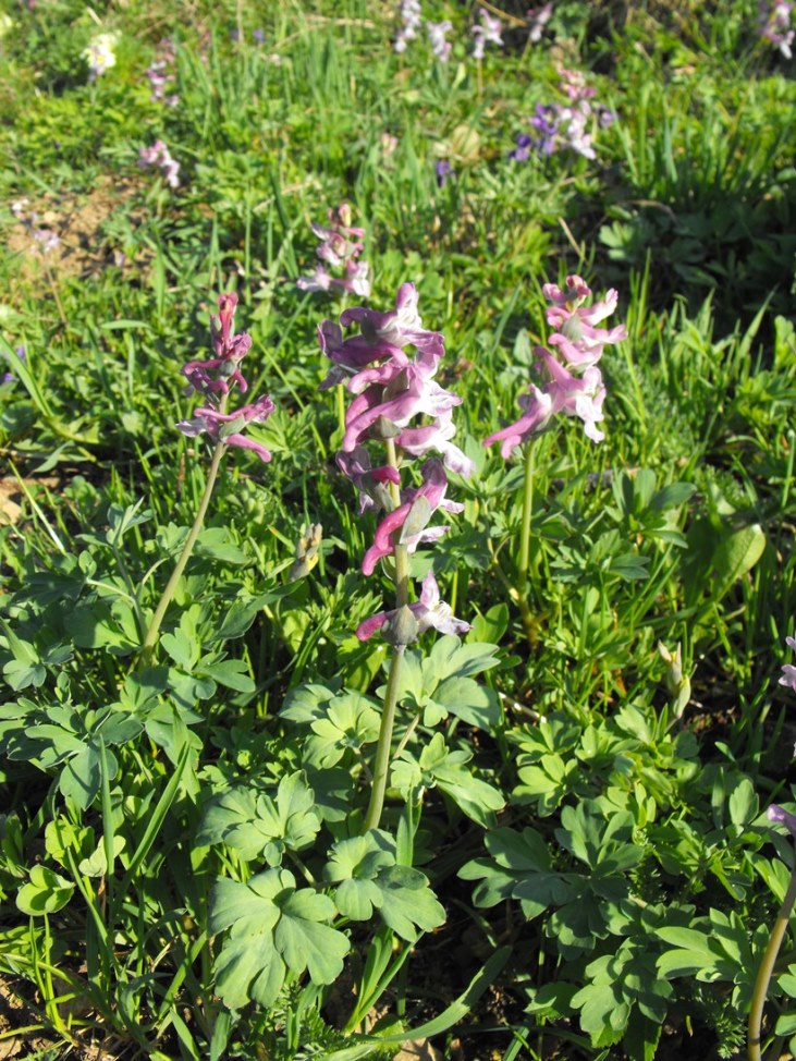 Corydalis cava