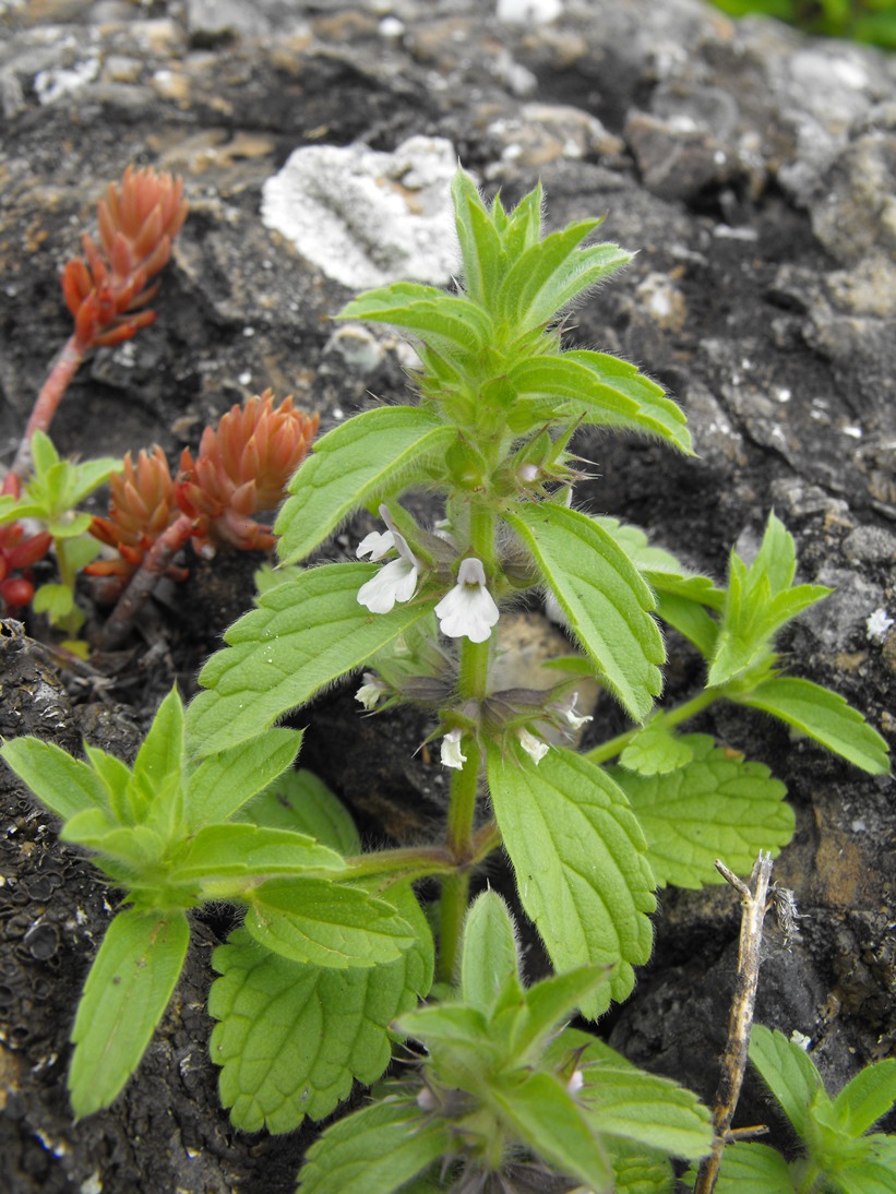 Sideritis romana