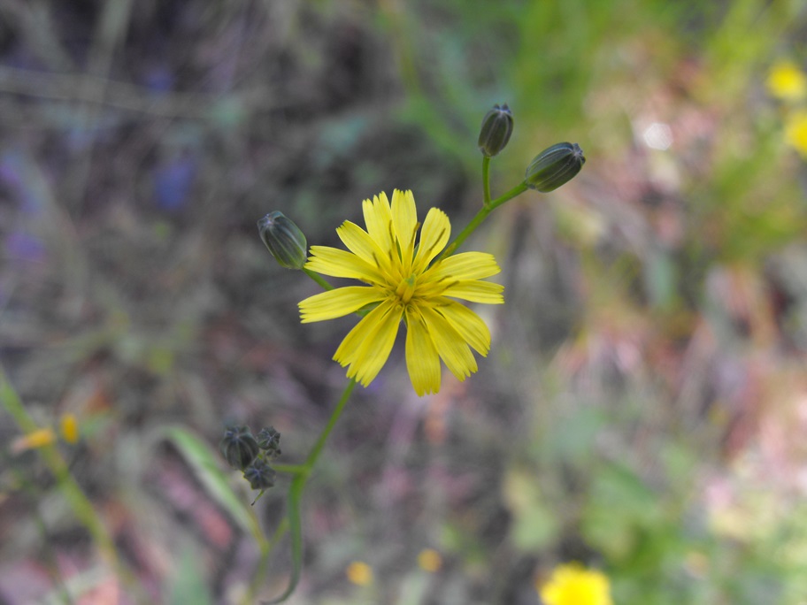 Lapsana communis