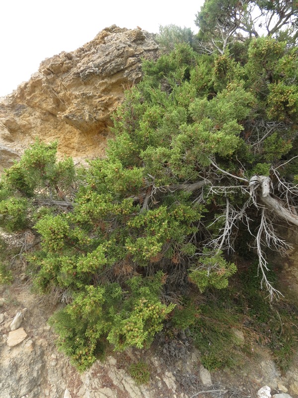 Juniperus phoenicea