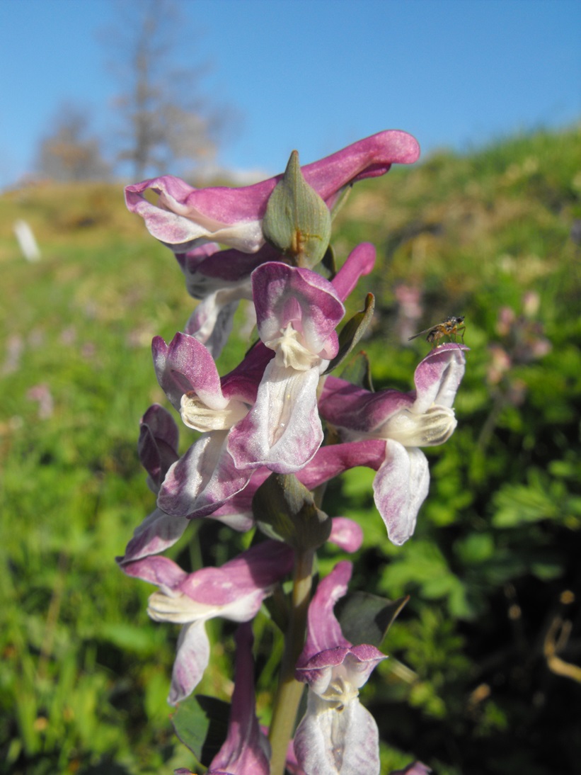 Corydalis cava