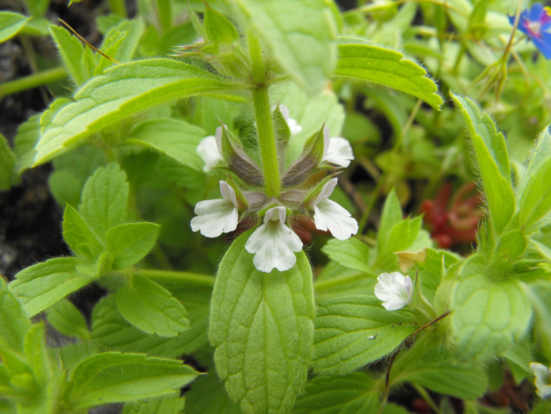 Sideritis romana