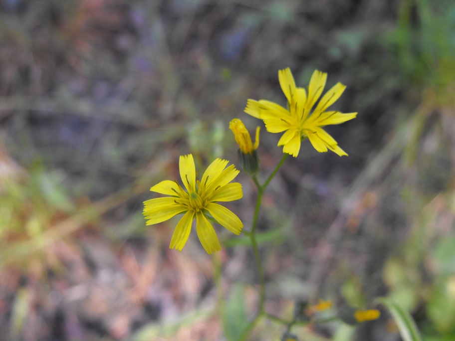 Lapsana communis