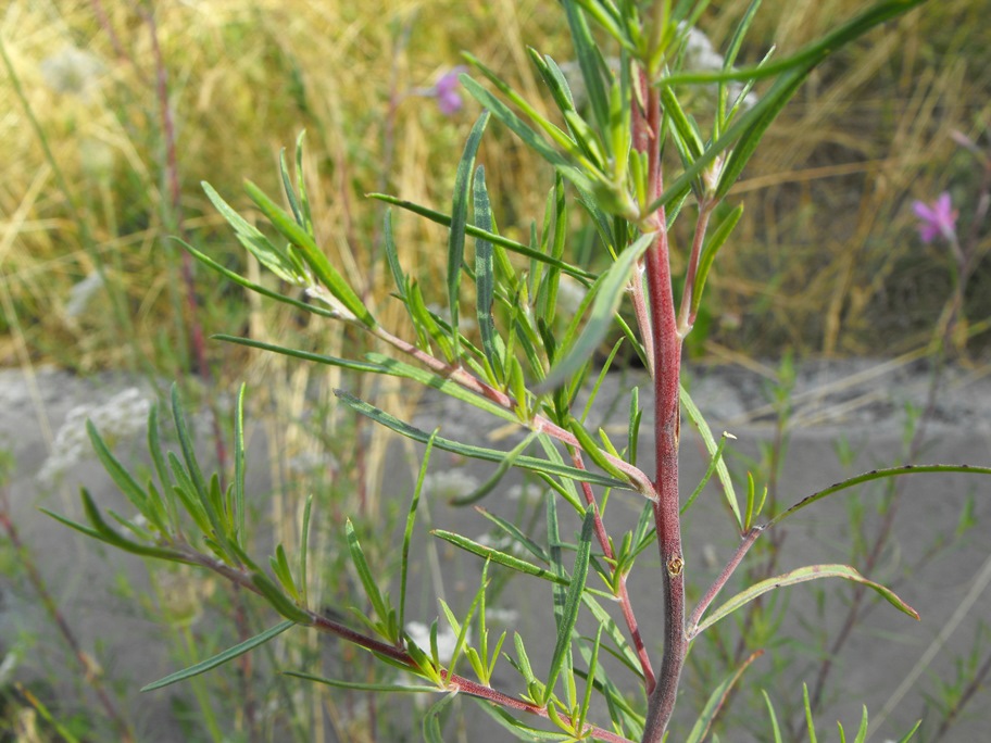 Chamaenerion dodonaei (ex Epilobium dodonaei), Onagraceae