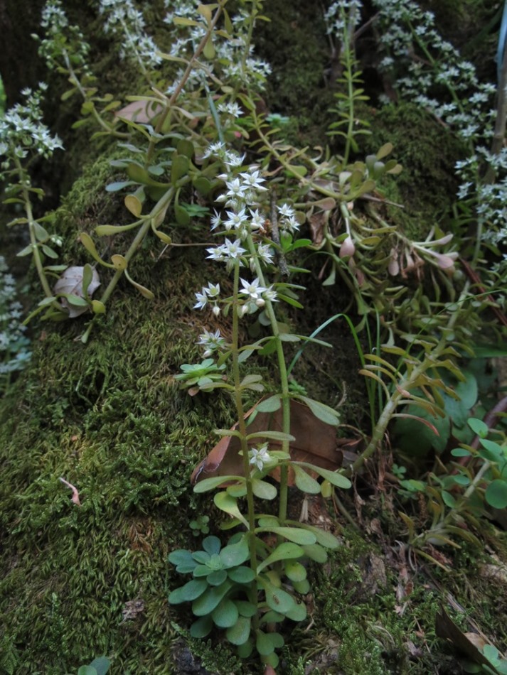 Sedum cepaea / Borracina cepea