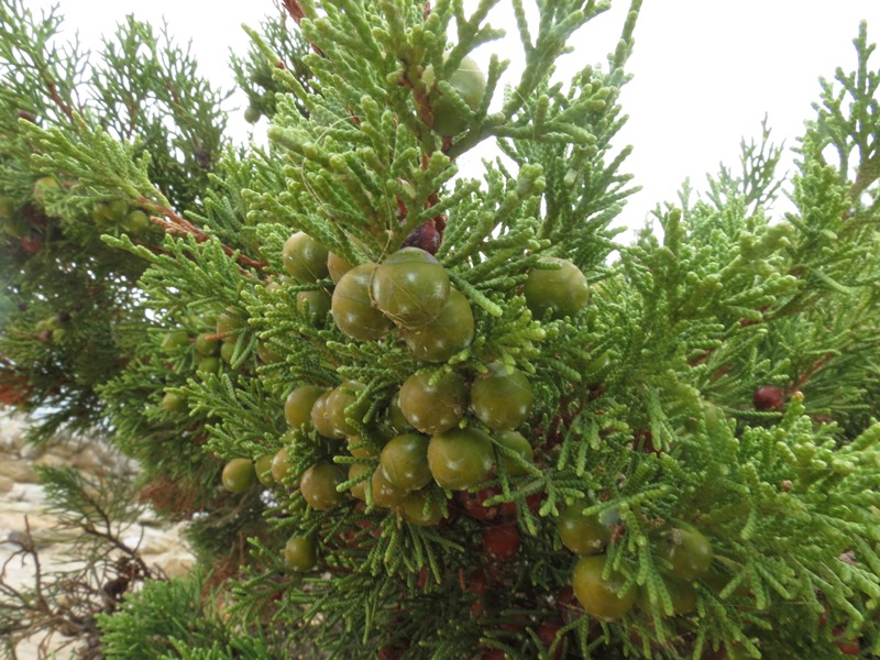 Juniperus phoenicea