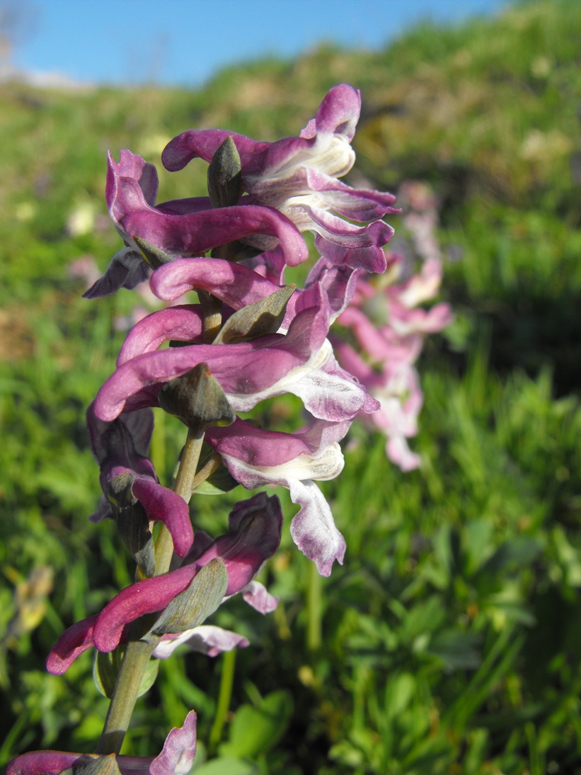 Corydalis cava