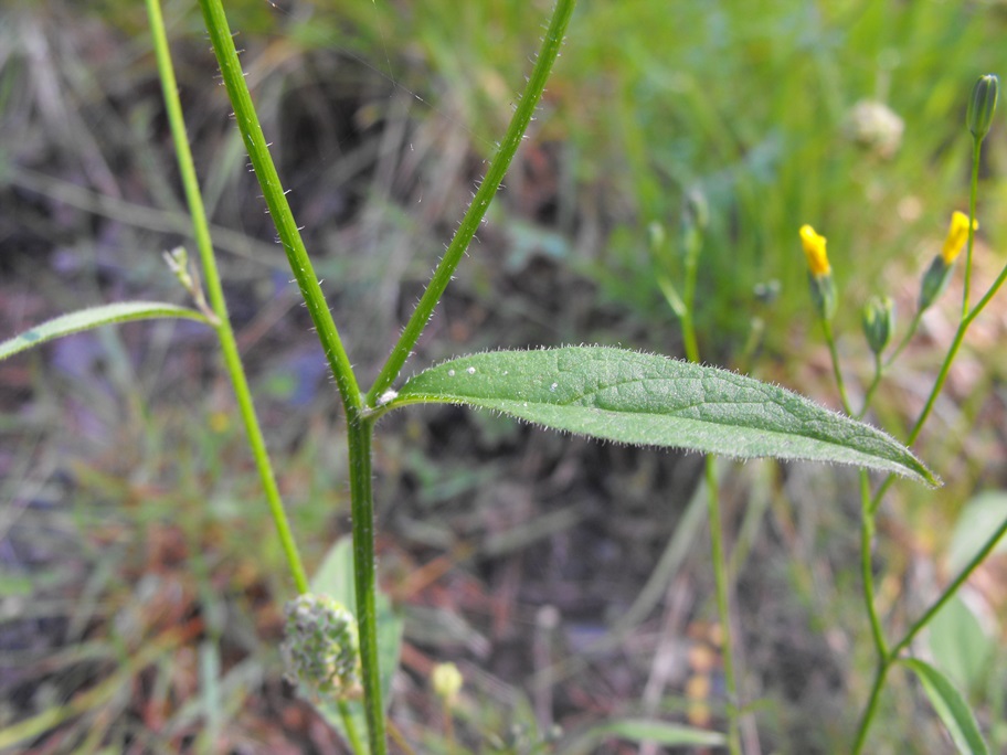 Lapsana communis