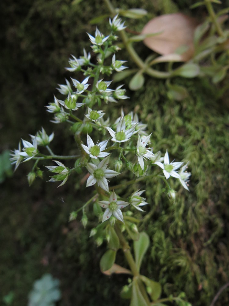 Sedum cepaea / Borracina cepea