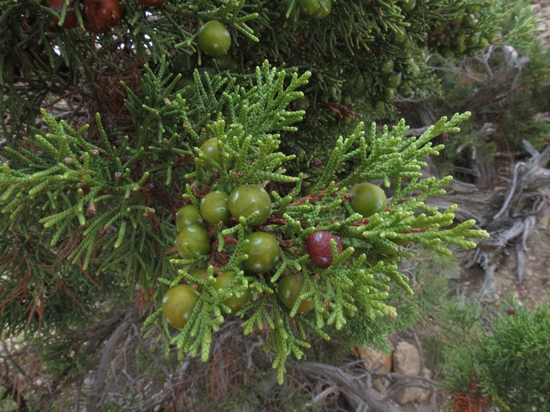 Juniperus phoenicea