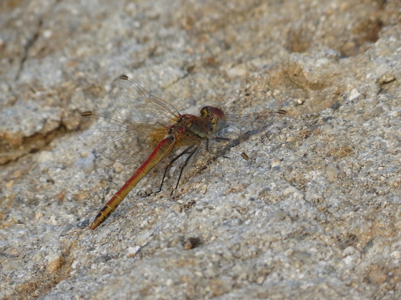 Sympetrum da determinare