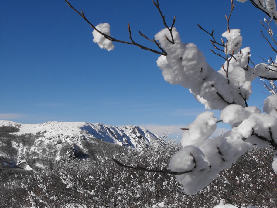 Alberi d''inverno... un invito