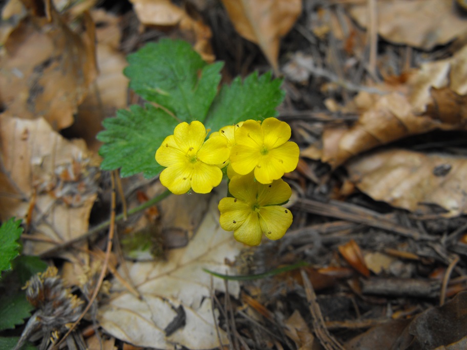 Aremonia agrimonoides