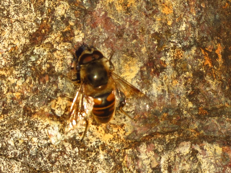 Eristalis tenax?