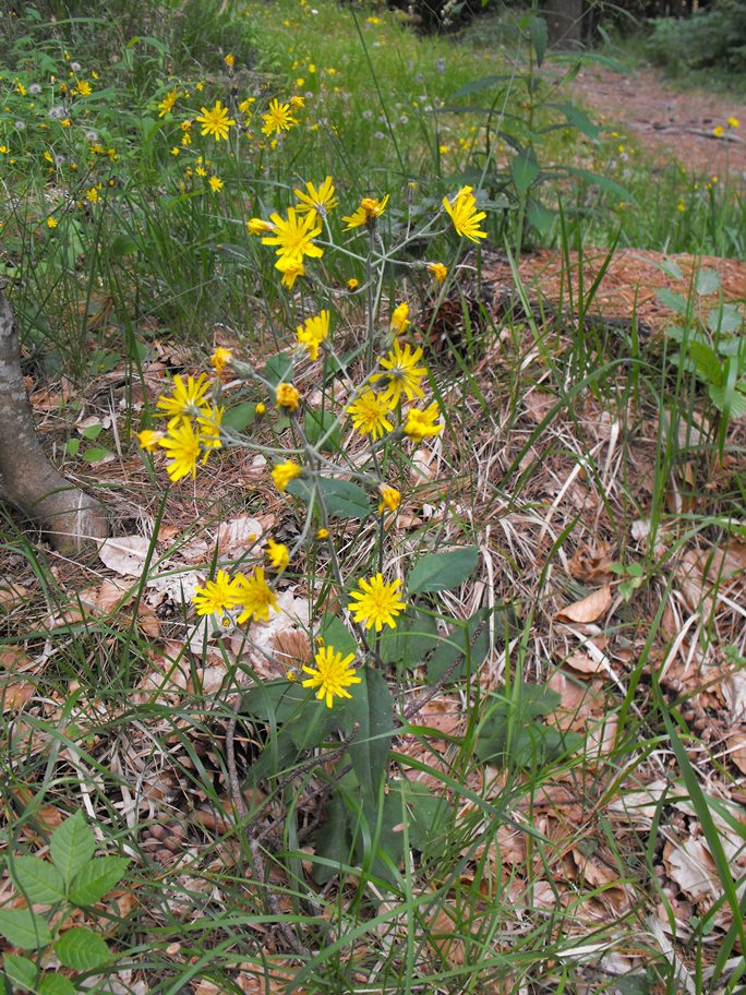 Asteracea da determinare - Hieracium sp.