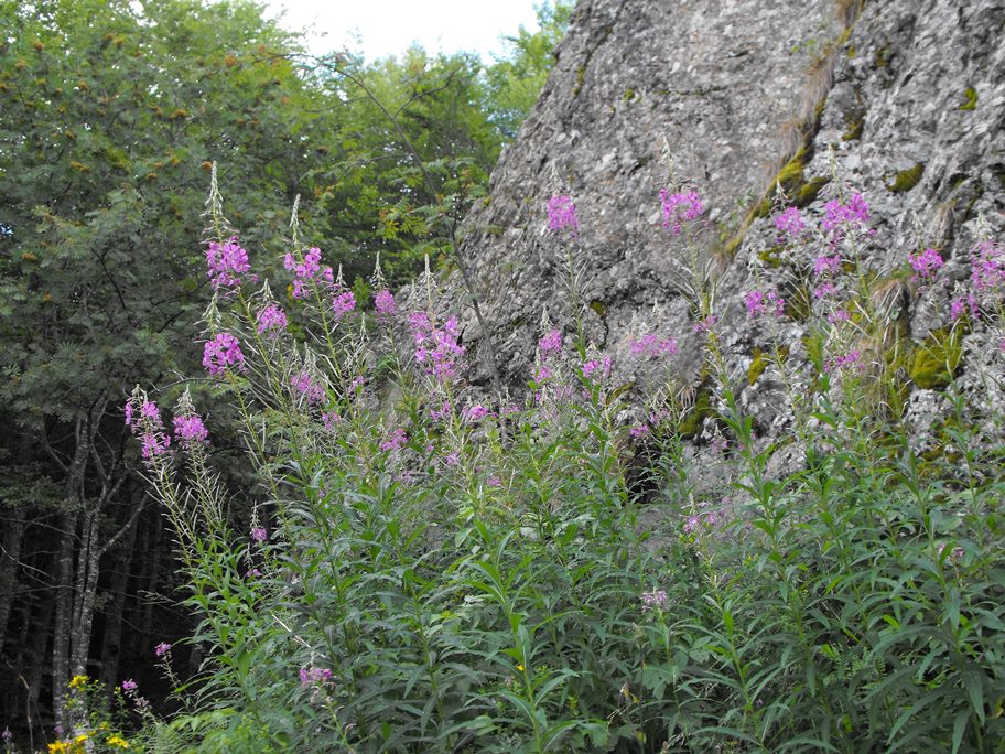 Chamaenerion angustifolium (ex Epilobium angustifolium)