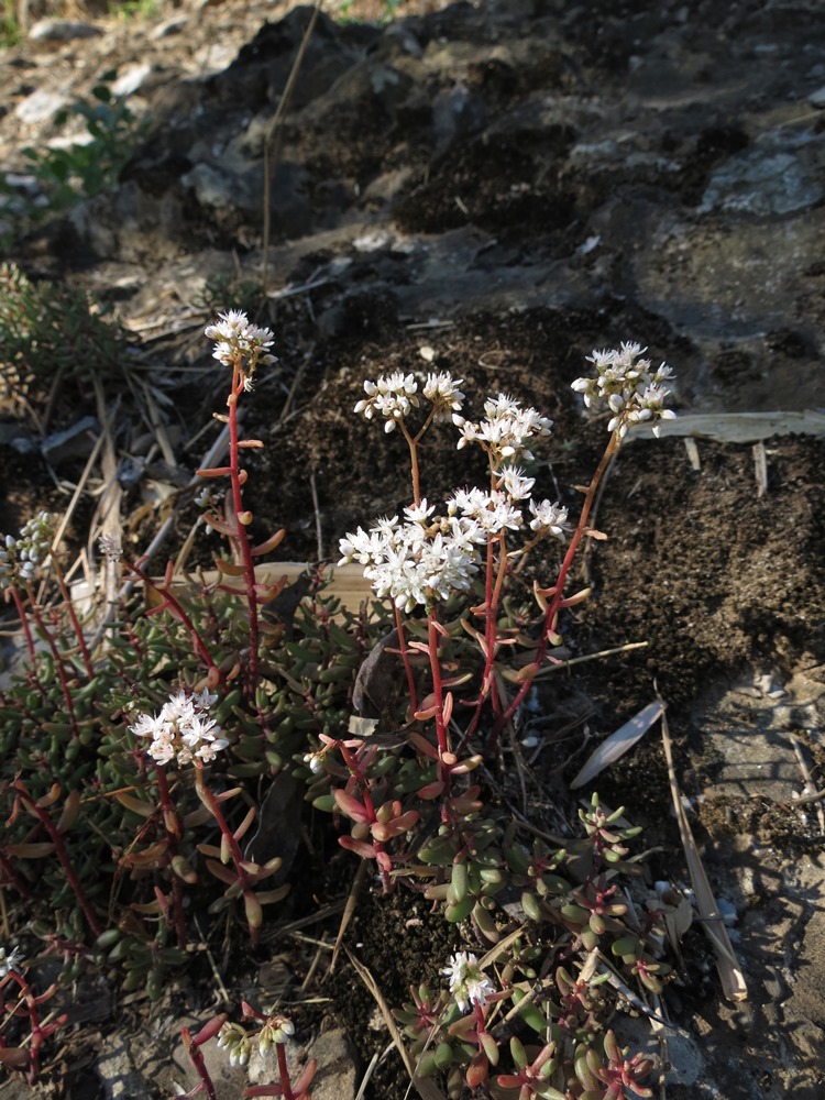 Sedum album