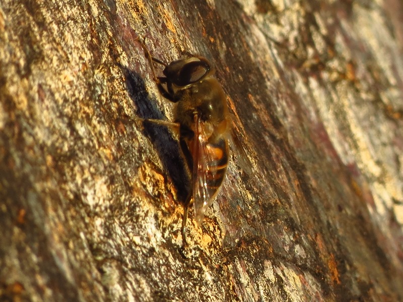 Eristalis tenax?