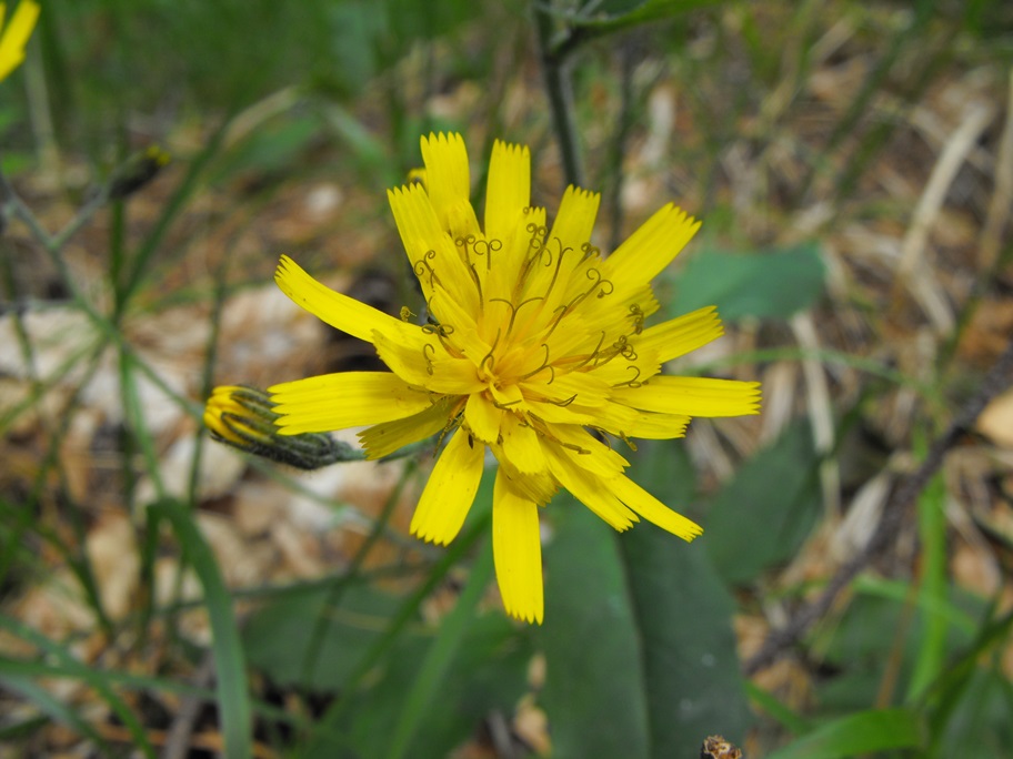 Asteracea da determinare - Hieracium sp.