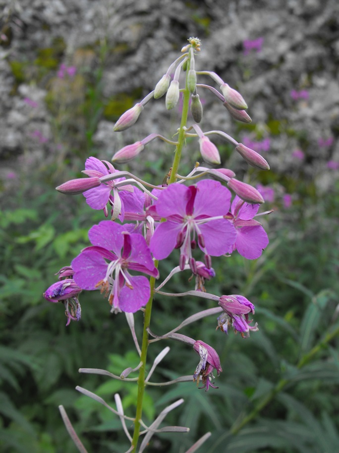 Chamaenerion angustifolium (ex Epilobium angustifolium)