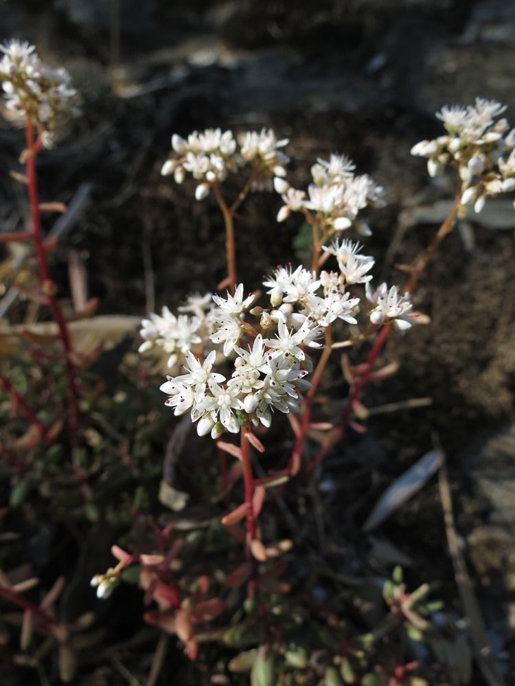 Sedum album