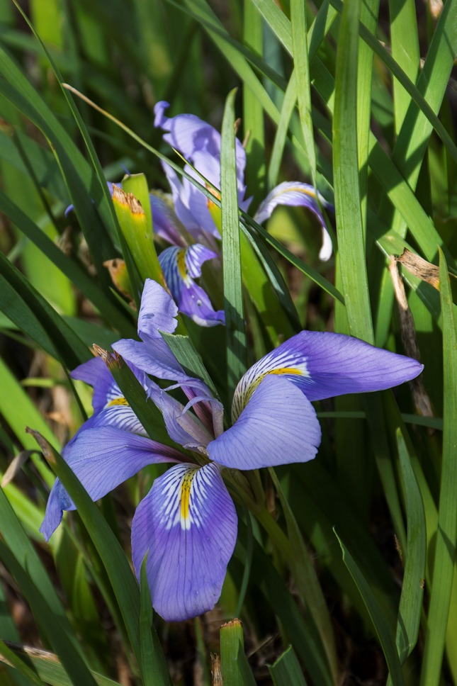 Iris unguicularis / Iris a foglie strette