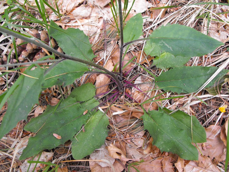 Asteracea da determinare - Hieracium sp.