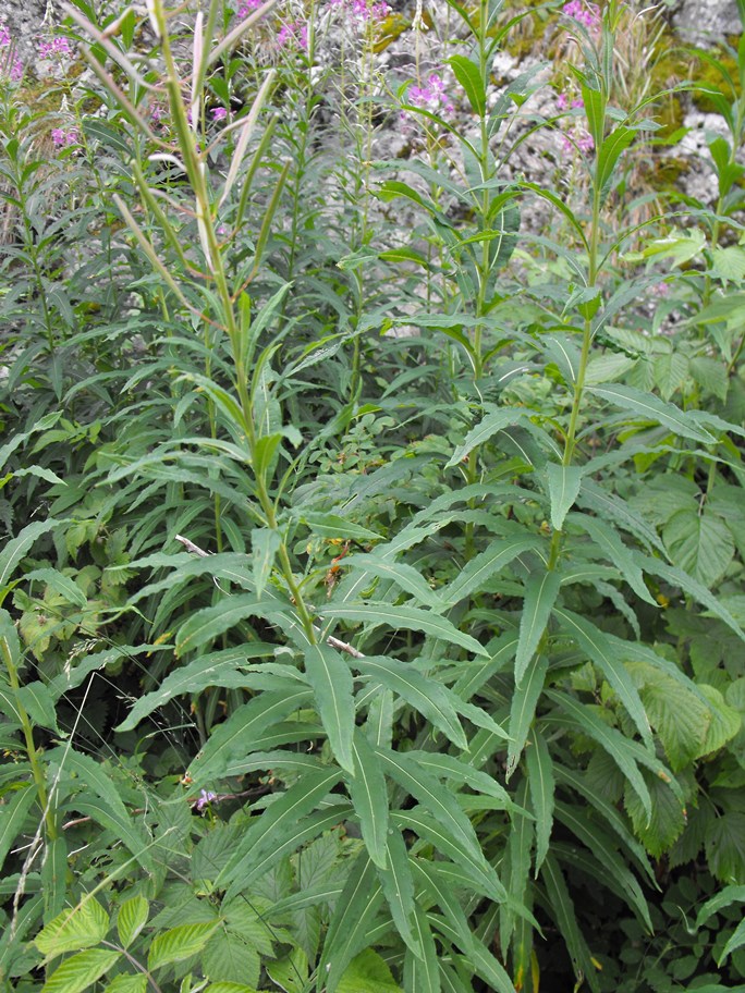 Chamaenerion angustifolium (ex Epilobium angustifolium)