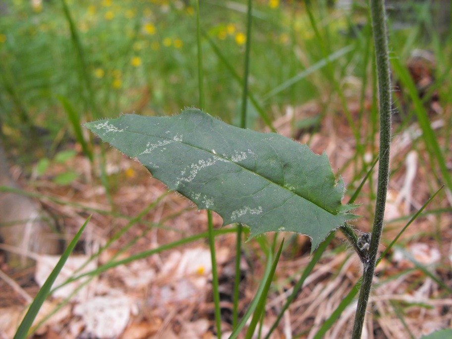 Asteracea da determinare - Hieracium sp.