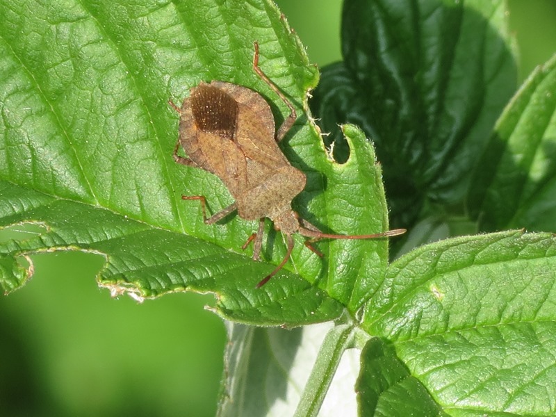 Coreidae: Coreus marginatus della Liguria (GE)