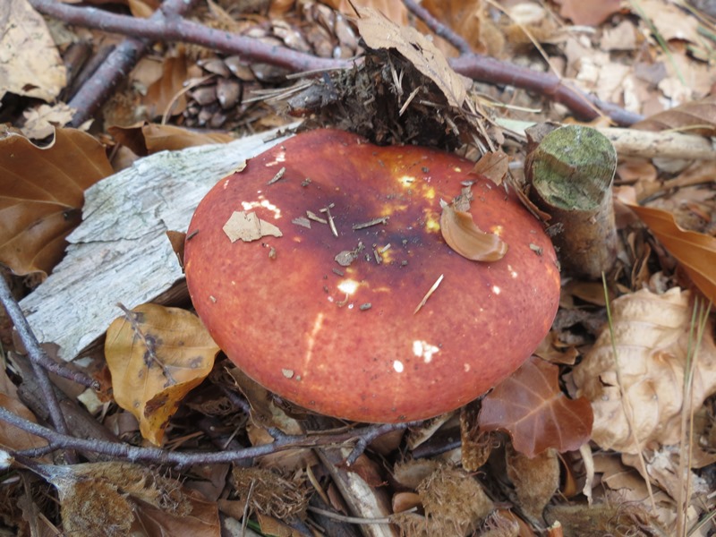 Da determinare08 - Russula sp.