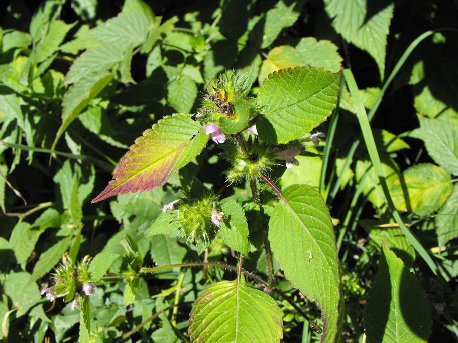 Da determinare - cfr. Galeopsis pubescens