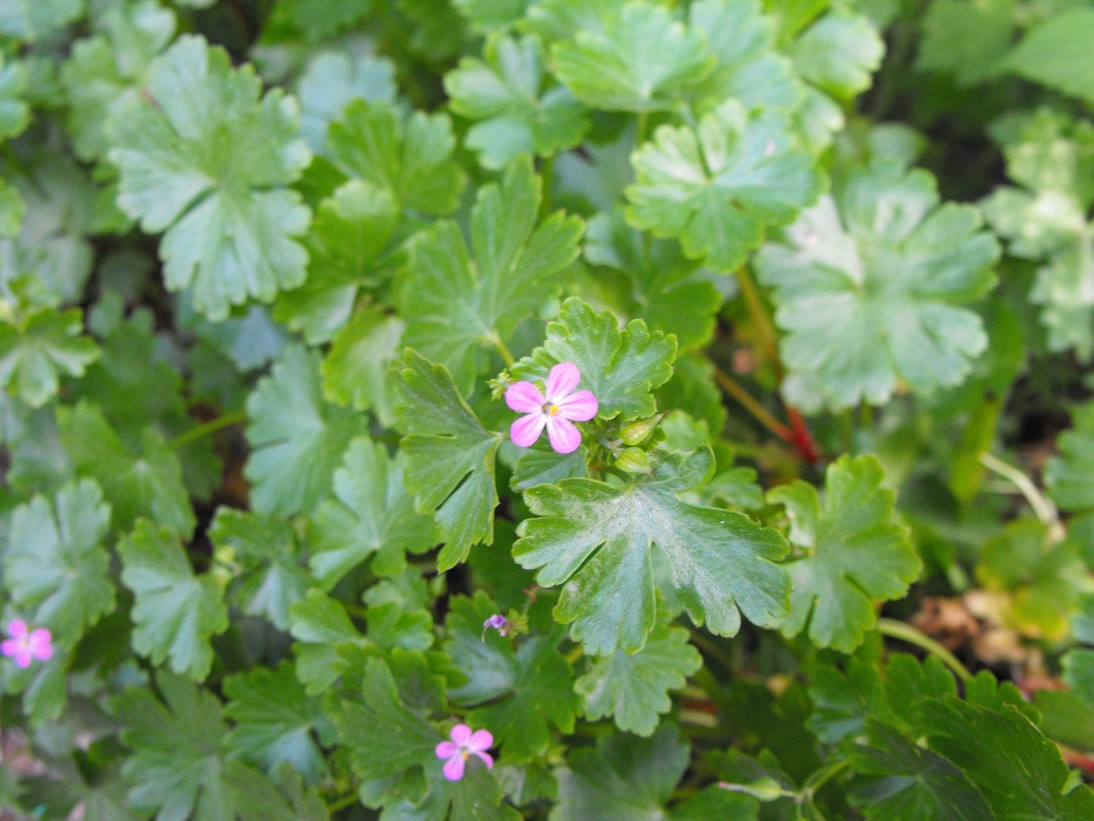 Geranium lucidum / Geranio lucido