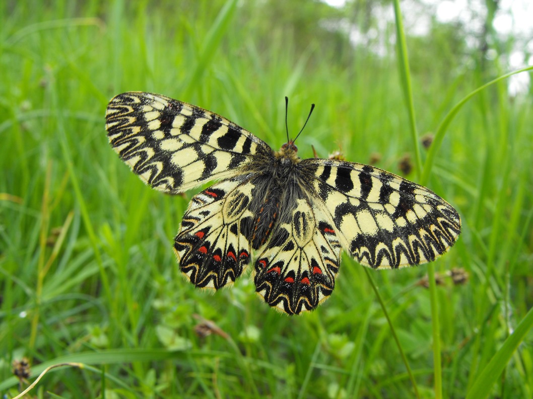 Zerynthia polyxena?