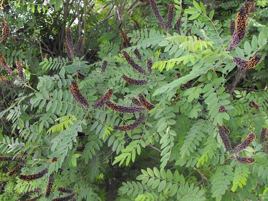 Amorpha fruticosa