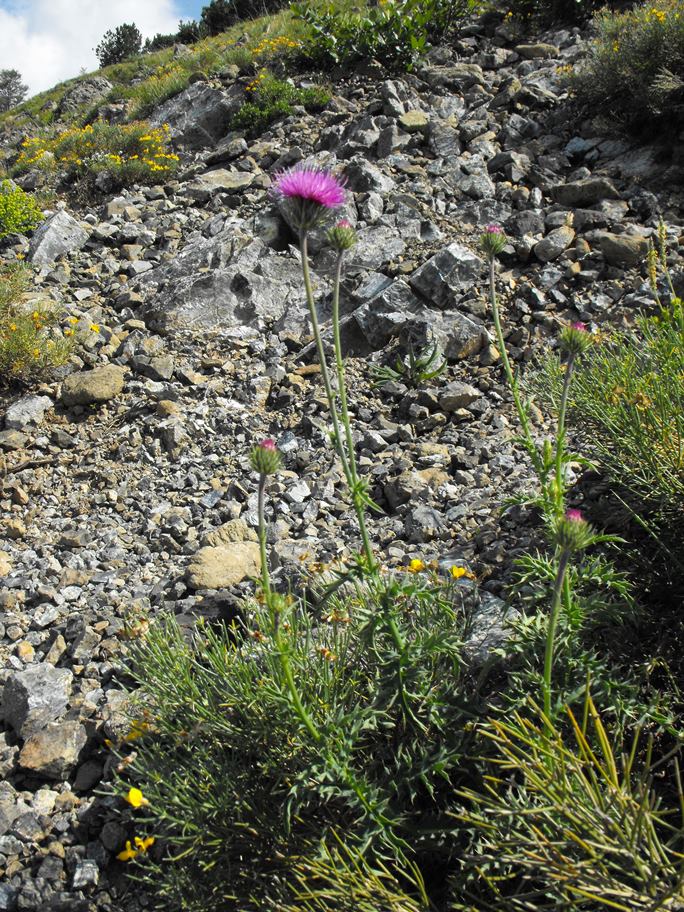 Carduus defloratus subsp. carlinifolius / Cardo alpino