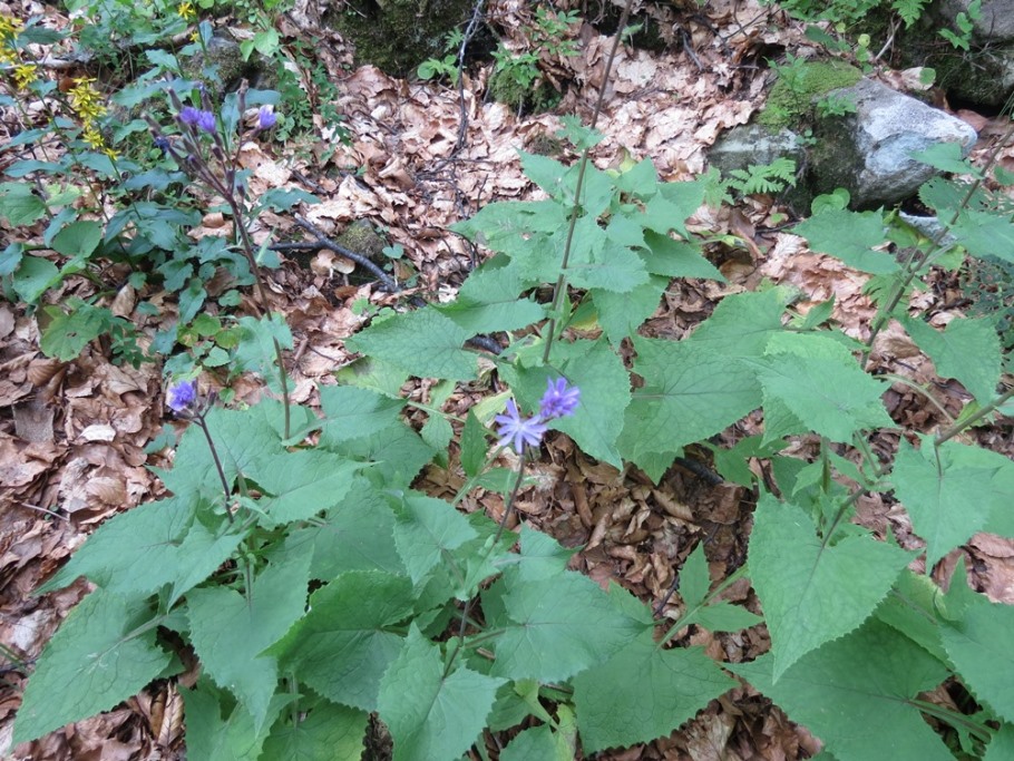 Cicerbita alpina / Lattuga alpina