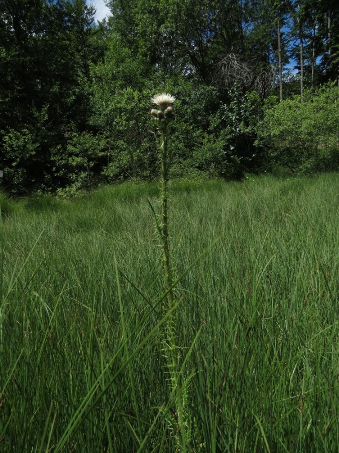 Cirsium palustre